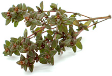 Thymian