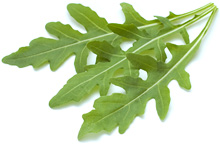 Rucola
