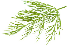 Dill