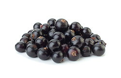 Johannisbeeren schwarz