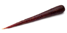 Möhren `Purple Haze´