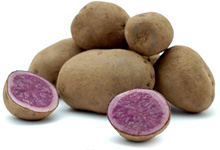 Kartoffel `Blaue St. Galler´