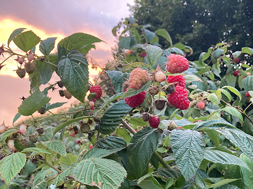Himbeeren