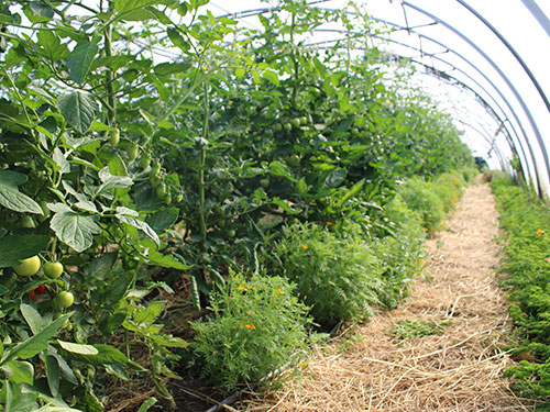 Tomaten-Tunnel